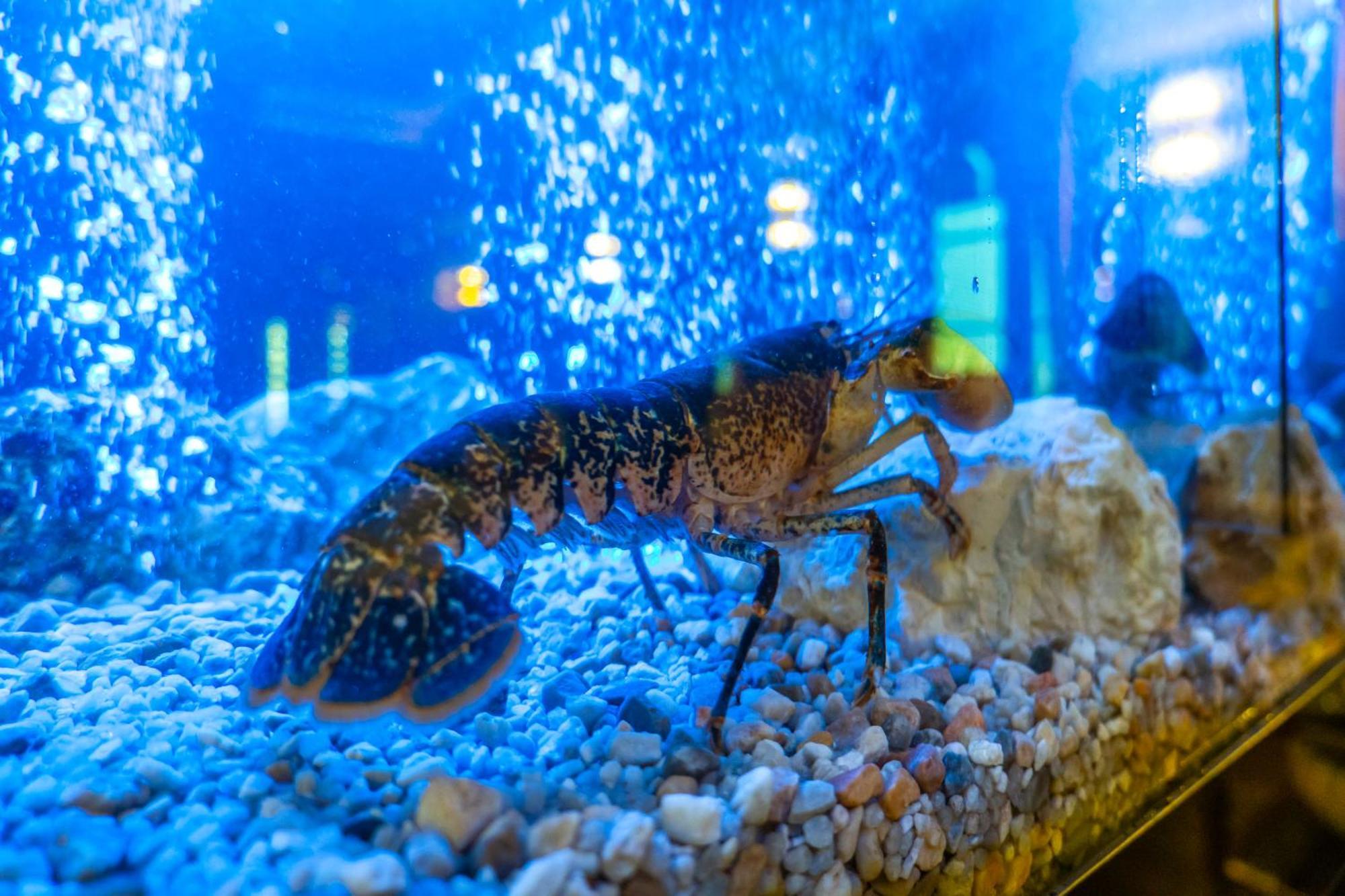 Hotel Republica Boutique Hotel Tomar Eksteriør billede A live lobster in an aquarium